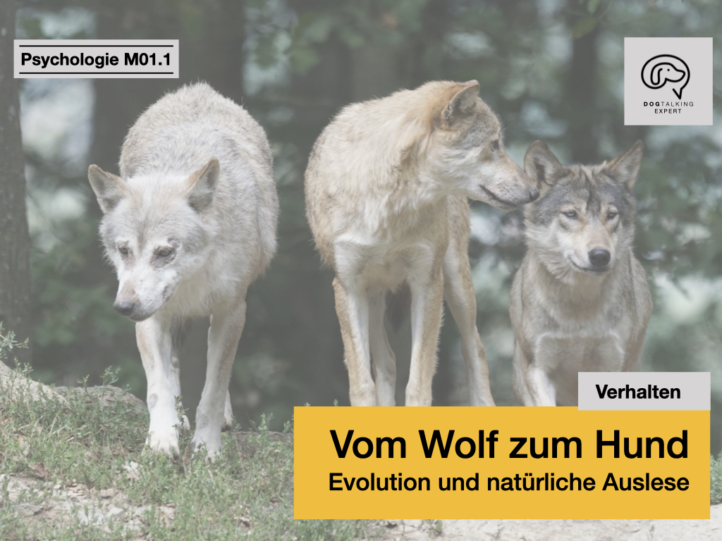 Der Hund Stammt Vom Wolf Ab www.dogtalking.eu